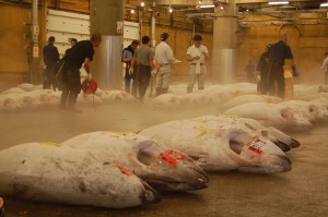 fish market at 6 a.m.-it's late!